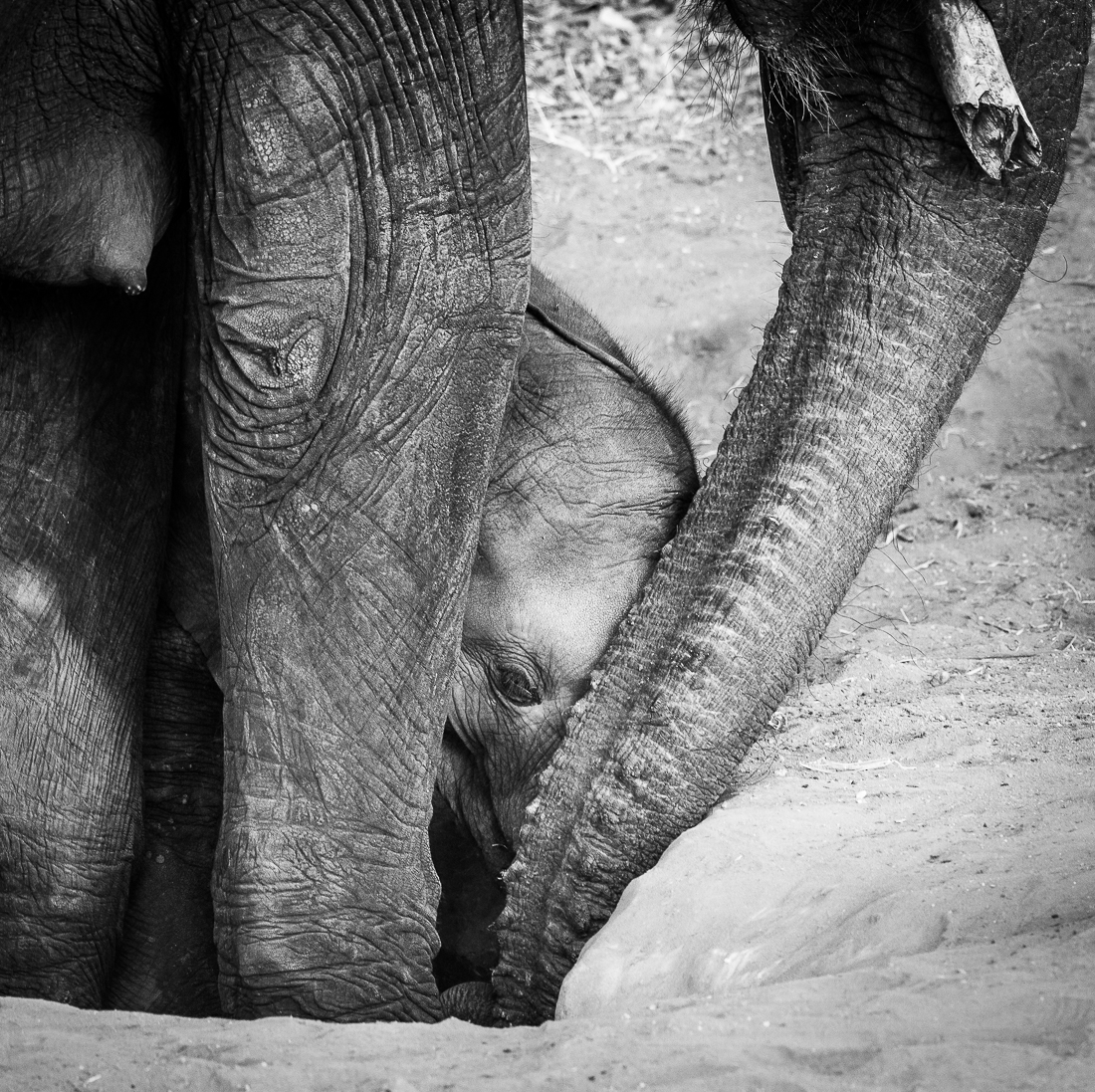 If I was a baby elephant