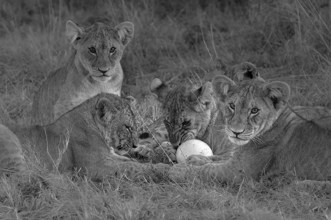 Lions of the Masai Mara