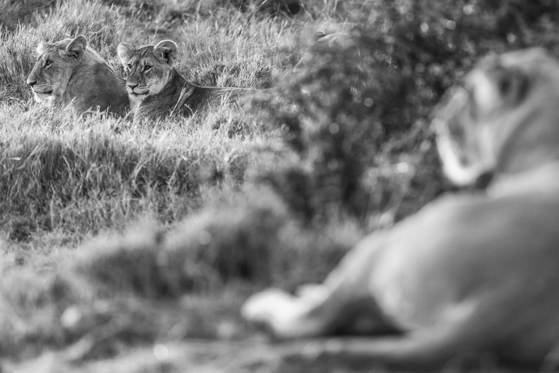 Lions of the Masai Mara