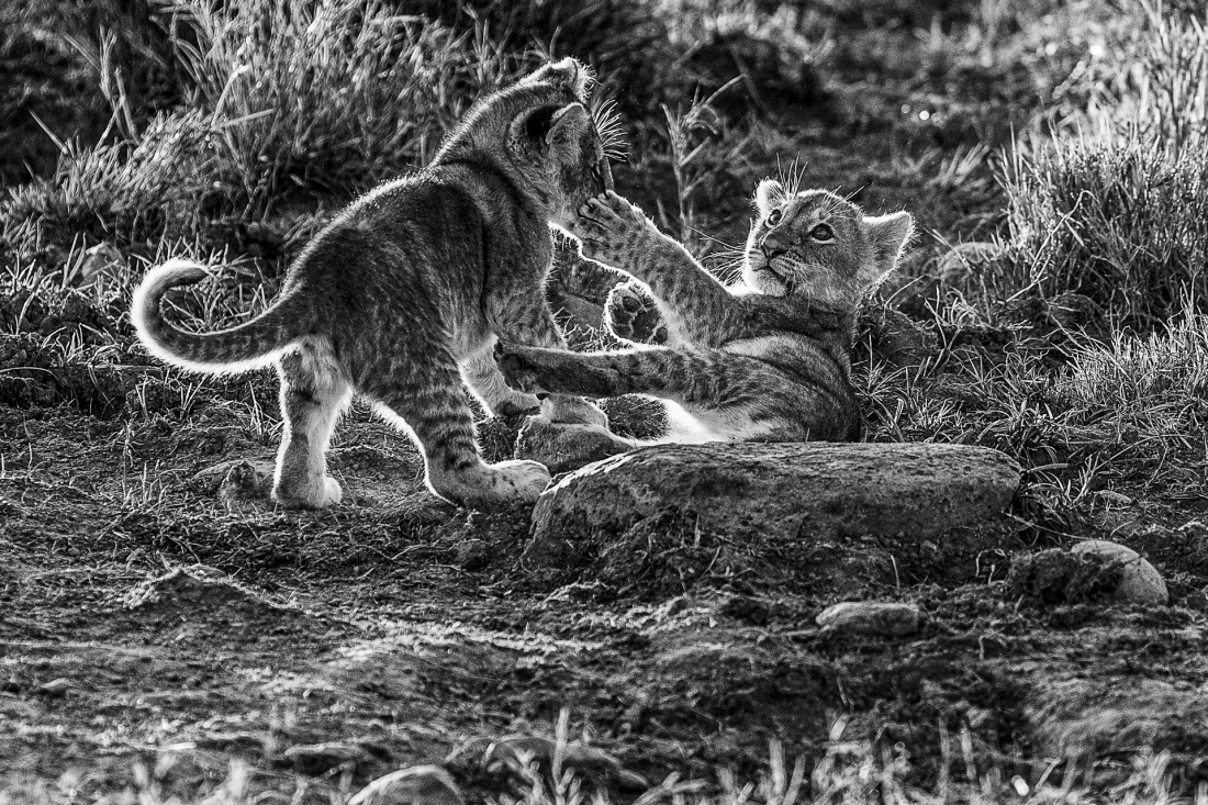 Lions of the Masai Mara