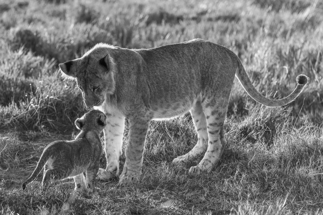 Lions of the Masai Mara
