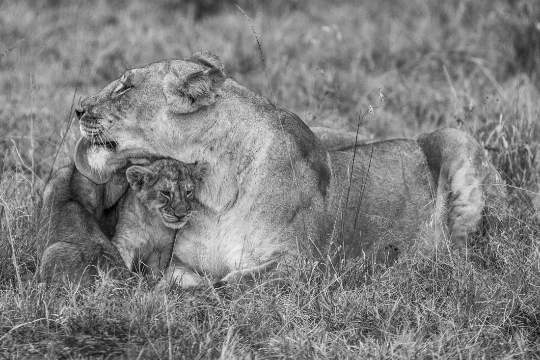 Lions of the Masai Mara