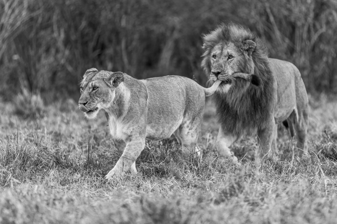 Lions of the Masai Mara