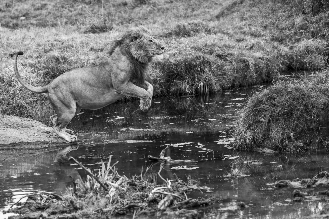 Lions of the Masai Mara