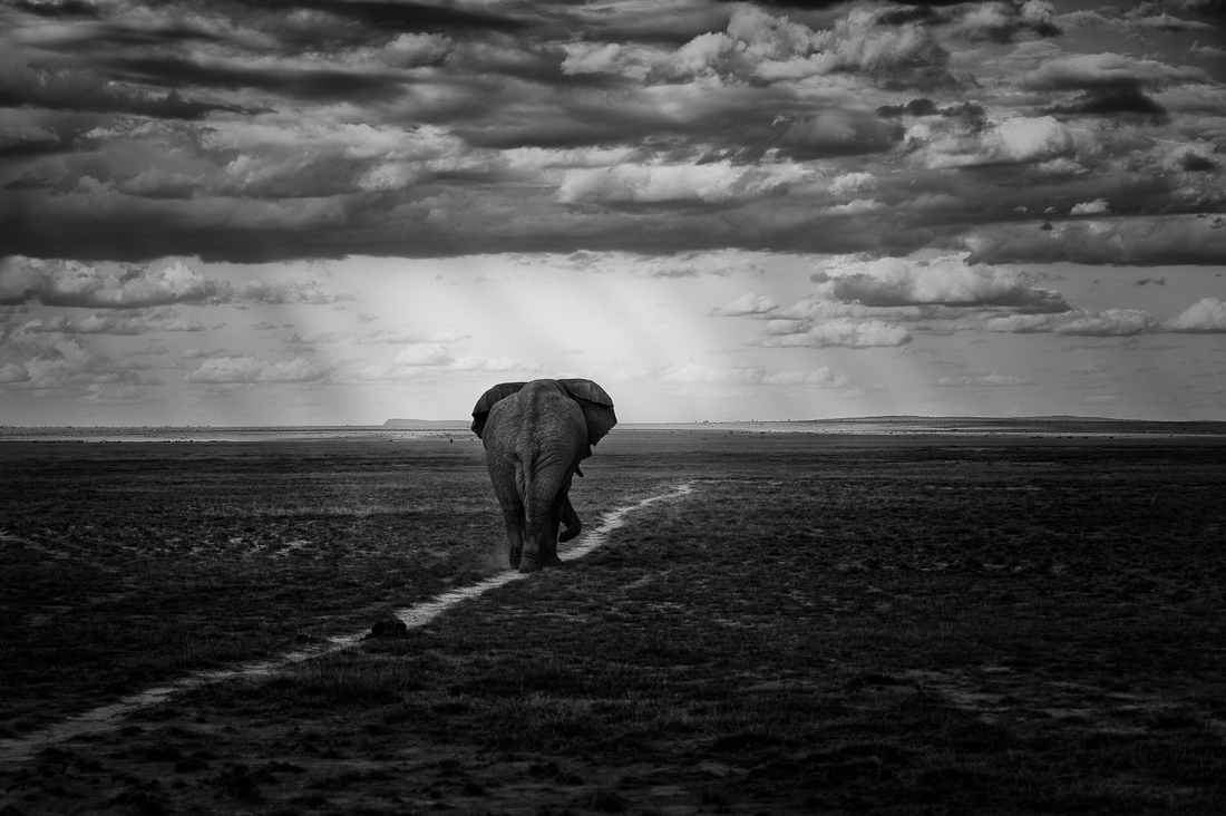 Lone Walk