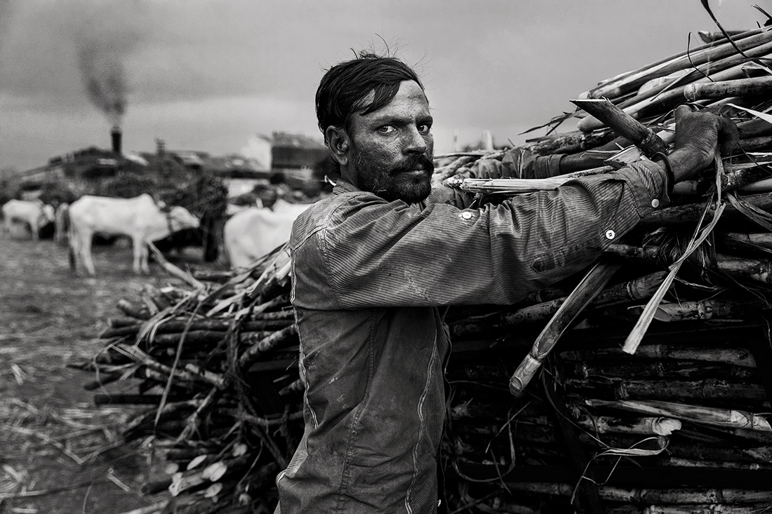In the bitter life of a sugar farmer