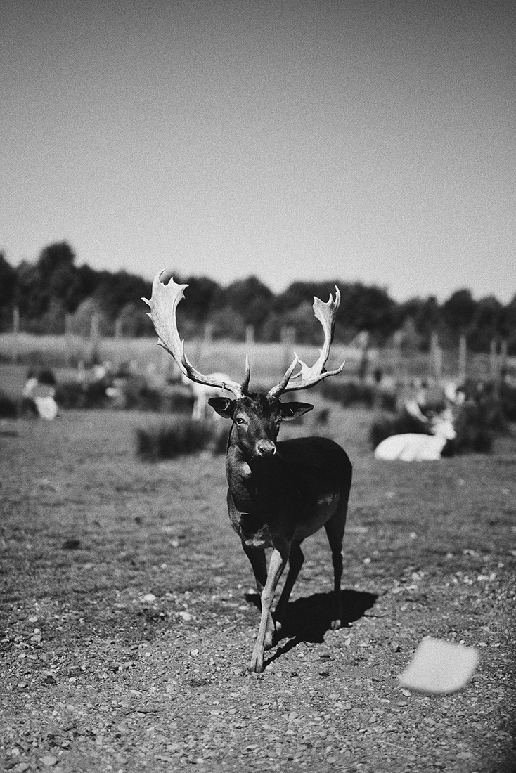 Black & White Animals