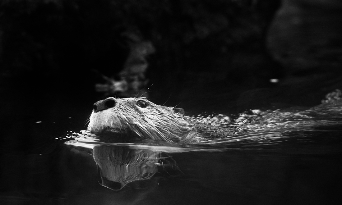 Black & White Animals