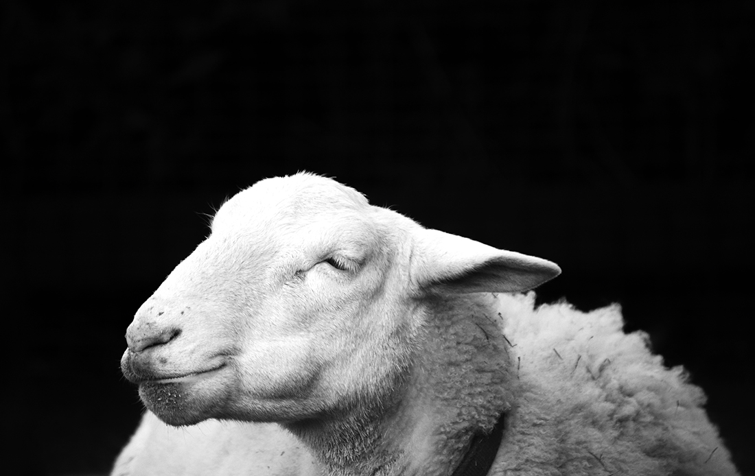 Black & White Animals