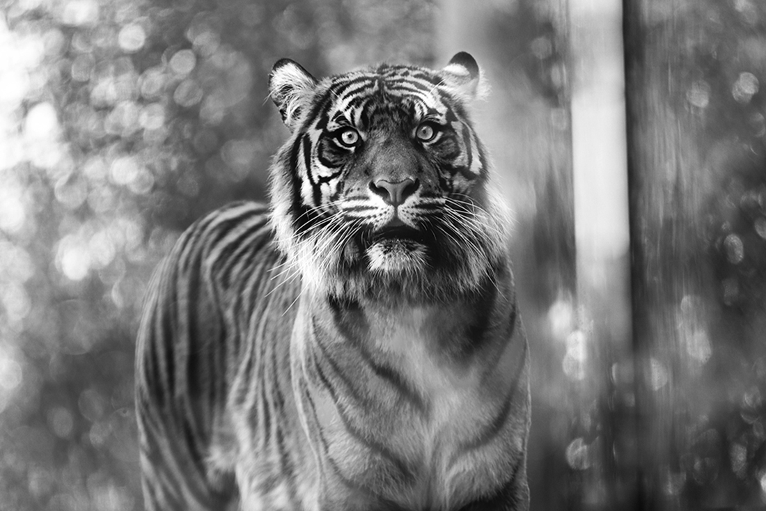 Black & White Animals