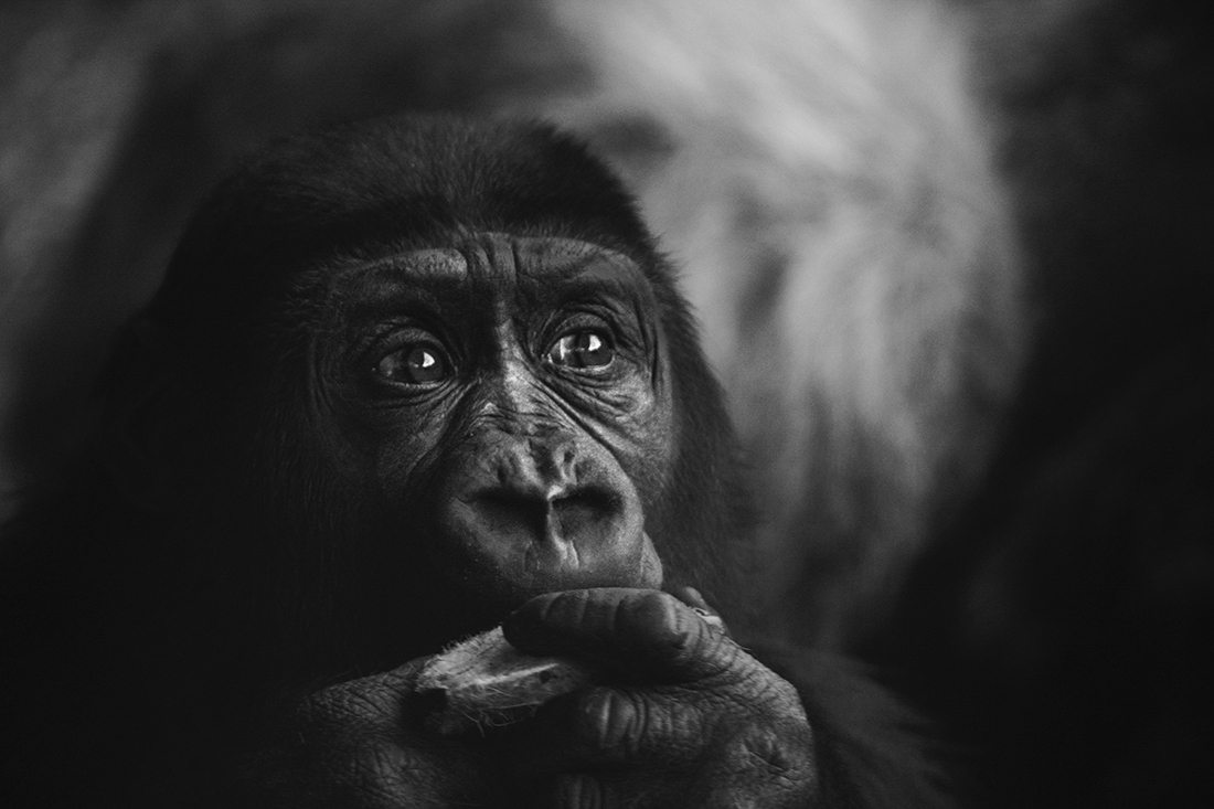 Black & White Animals
