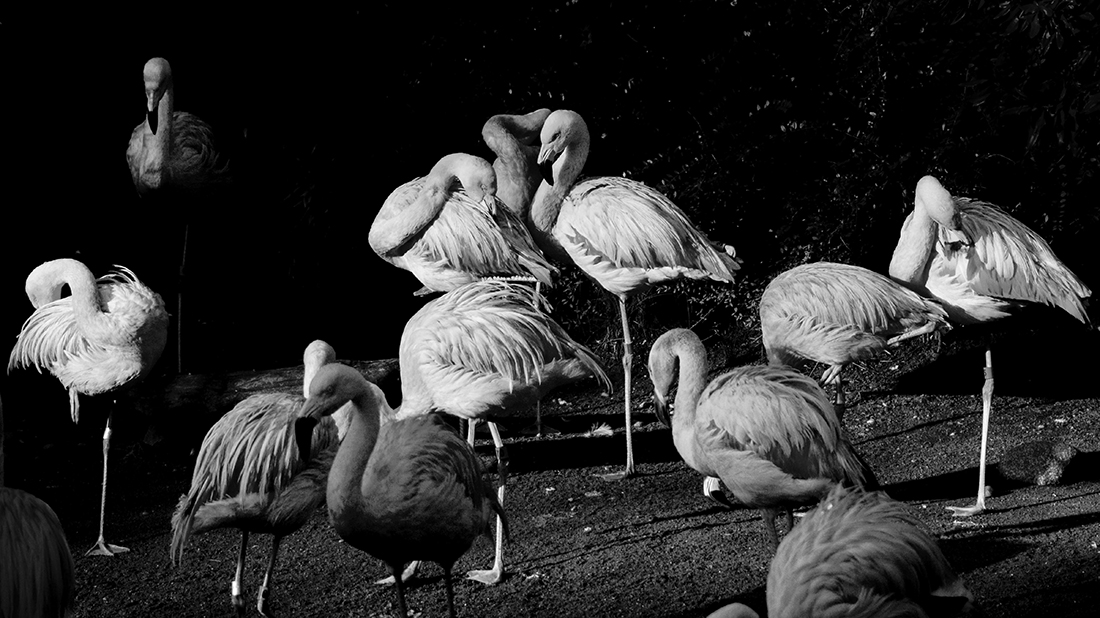 Black & White Animals
