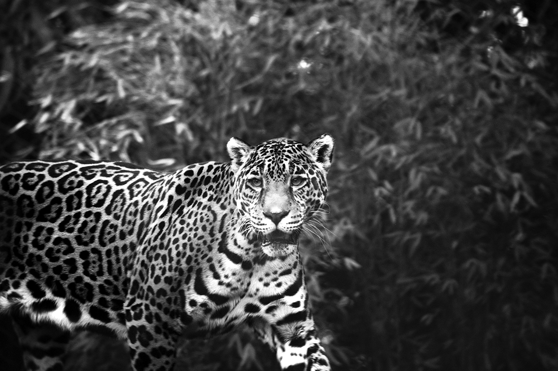 Black & White Animals