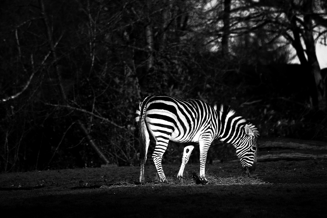 Black & White Animals
