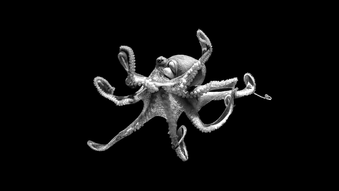 Mono Octo