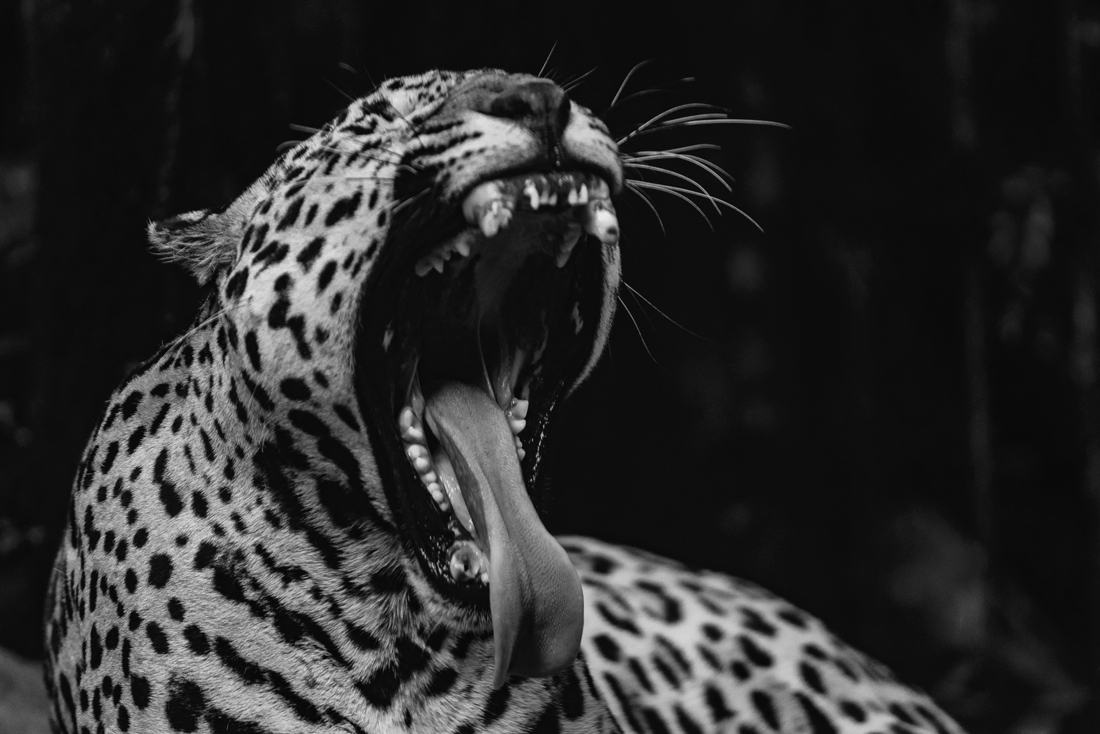 Costa Rica Abundance