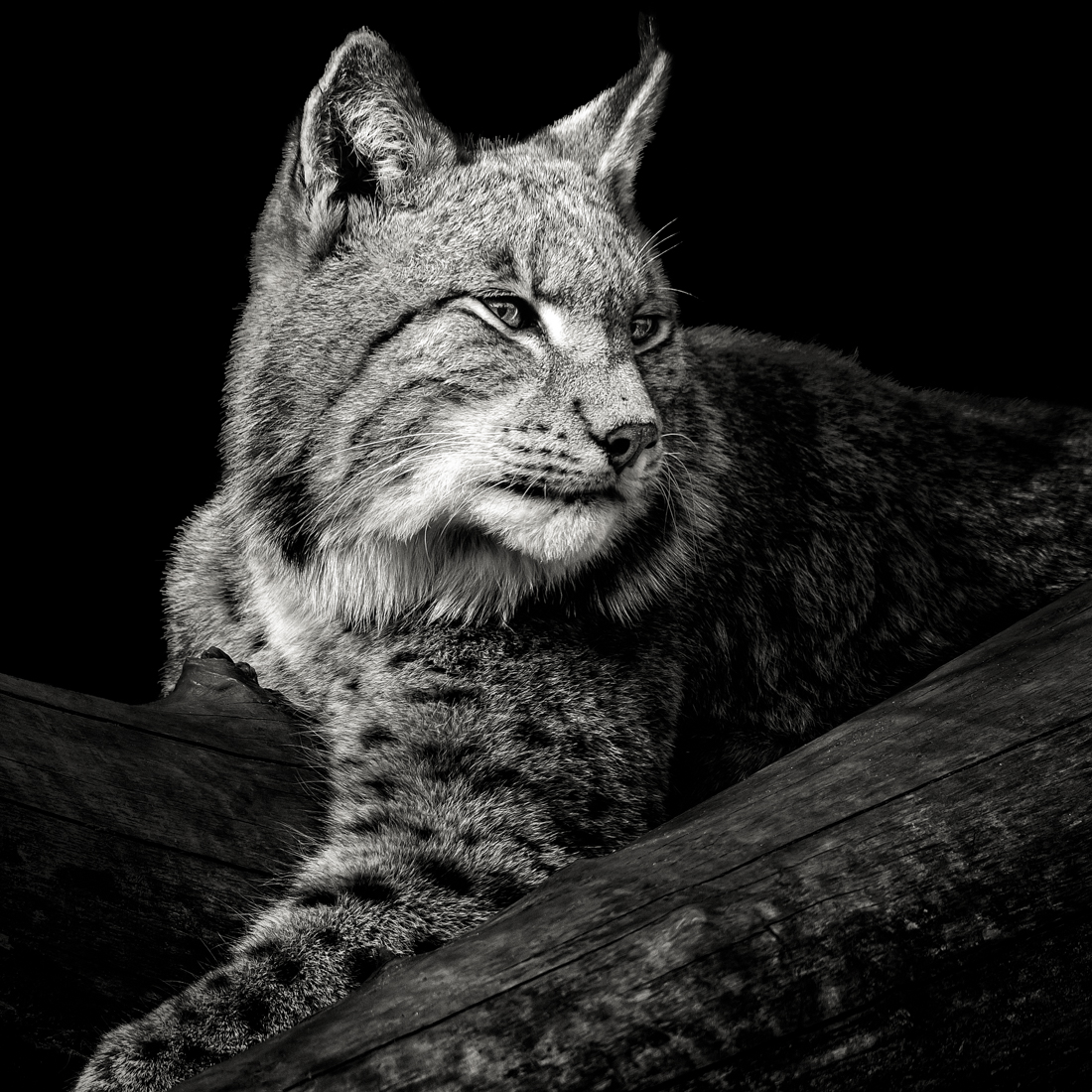 Lynx #4