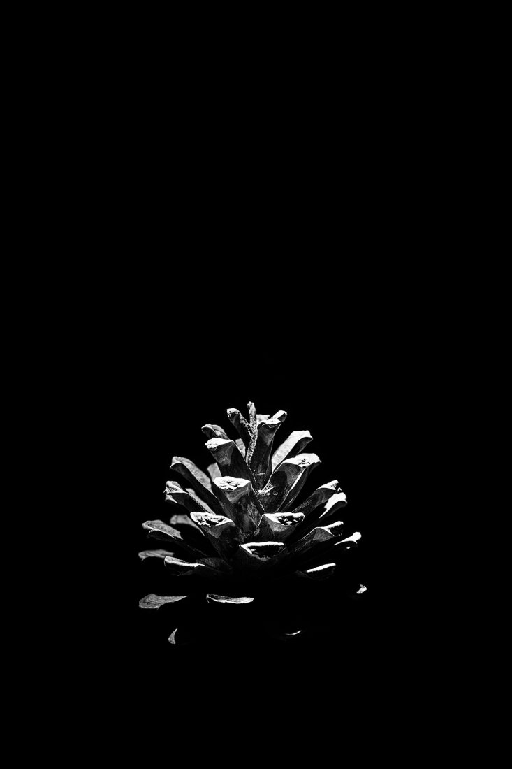 Abduction of the pine cone
