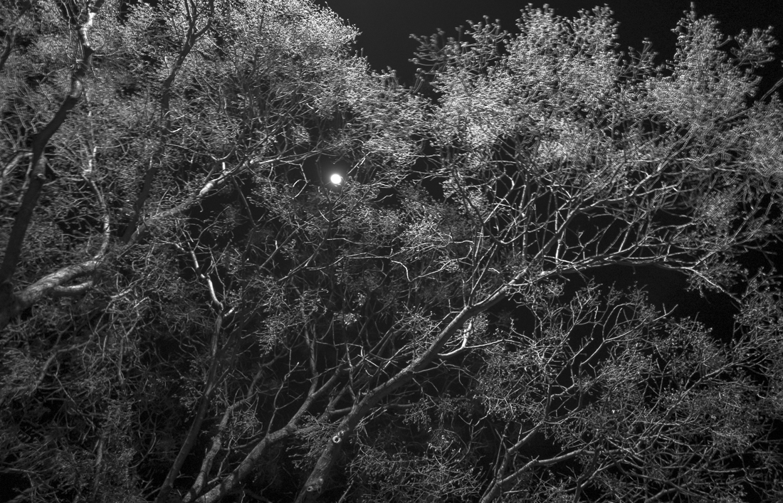 Brooklyn Street Trees