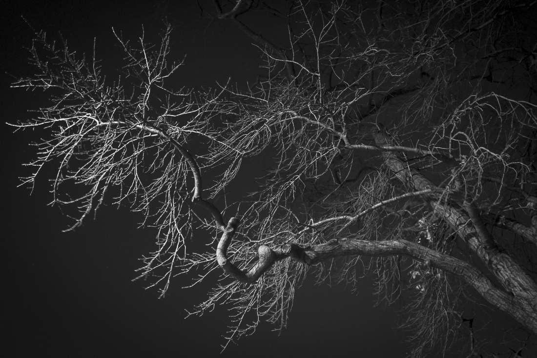 Brooklyn Street Trees