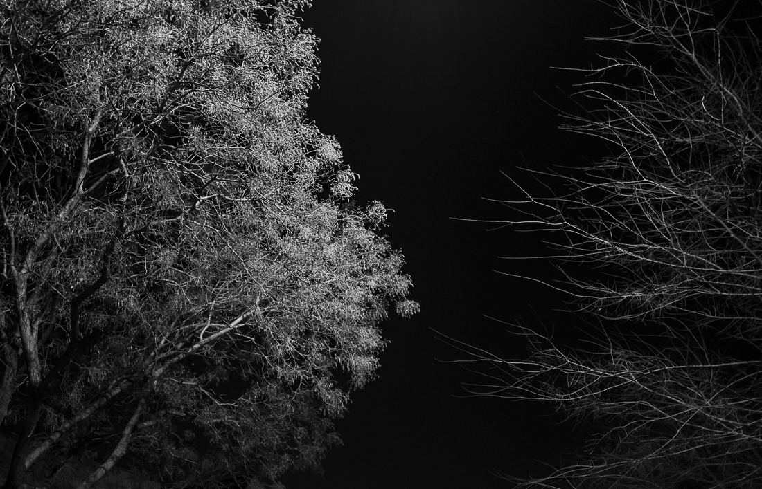 Brooklyn Street Trees