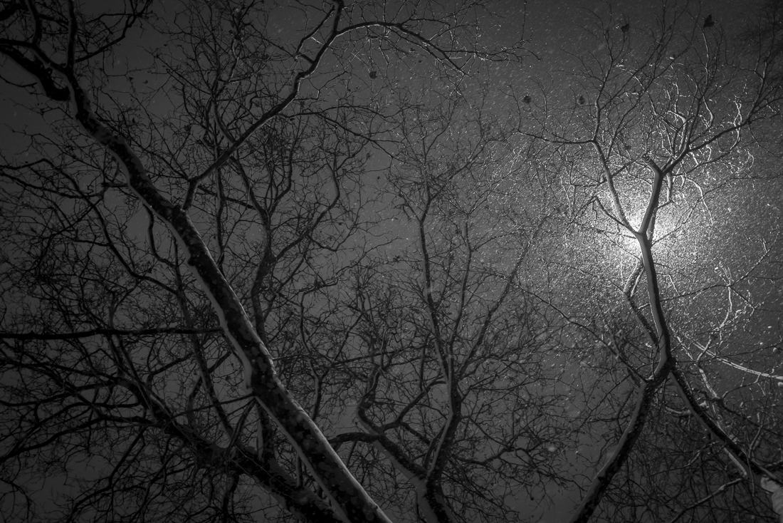 Brooklyn Street Trees