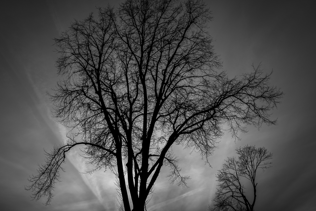 Brooklyn Street Trees
