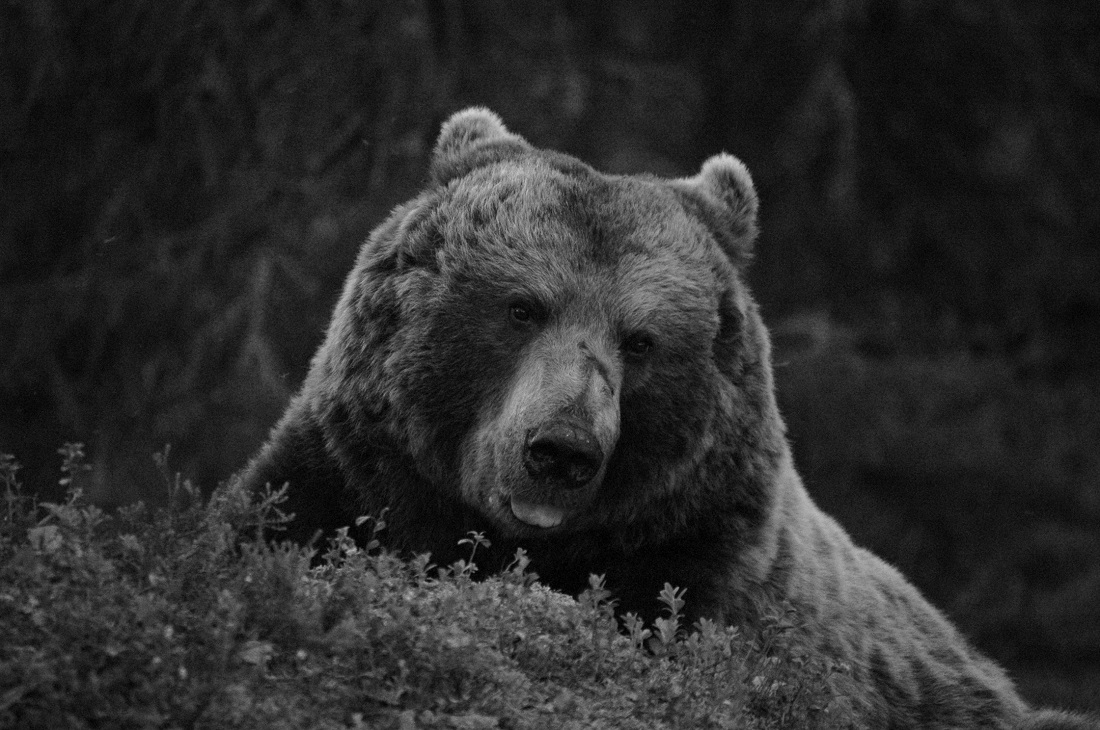 Bears life