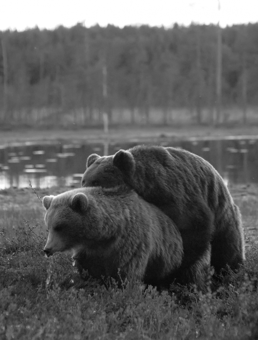 Bears life