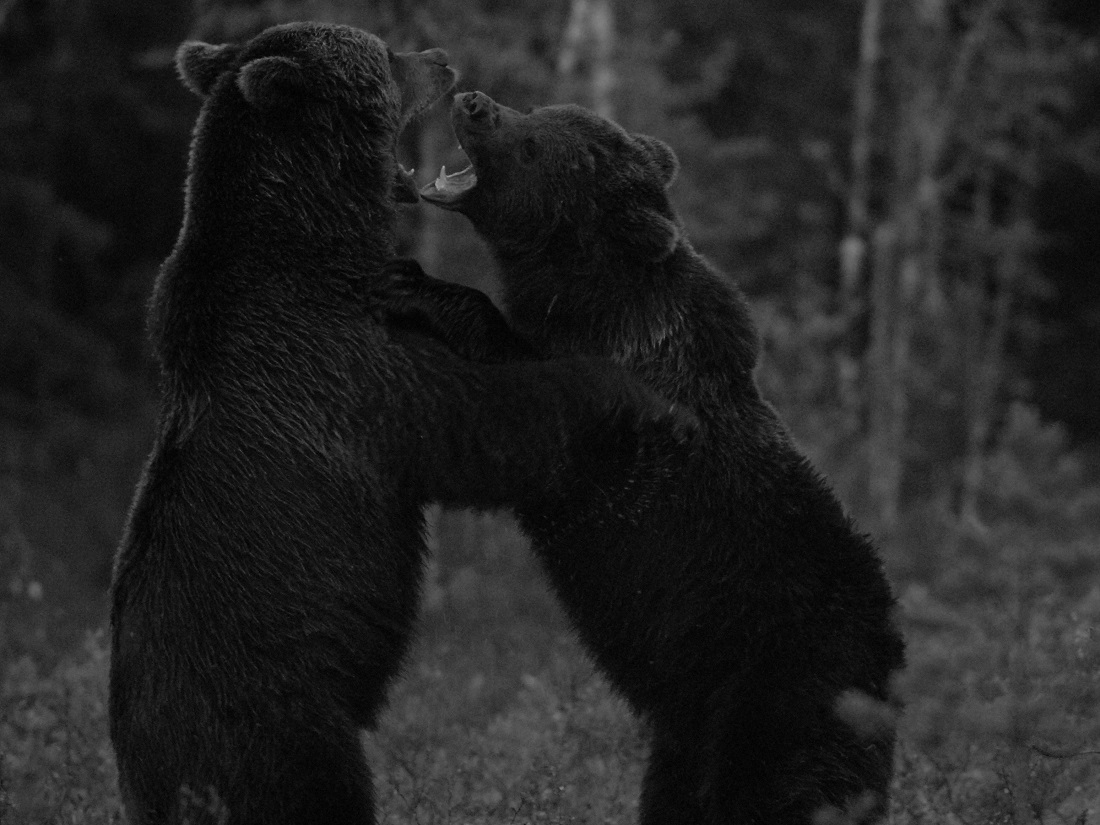 Bears life
