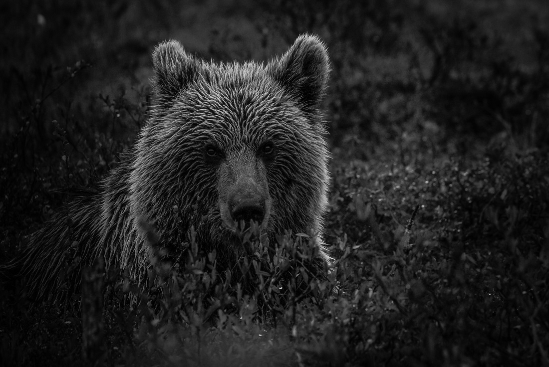 Bears life