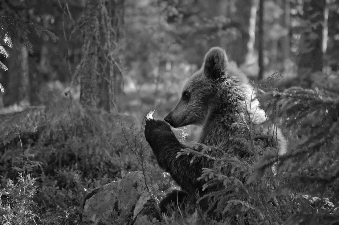 Bears life