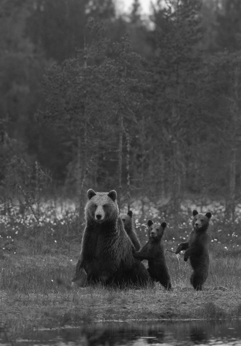 Bears life