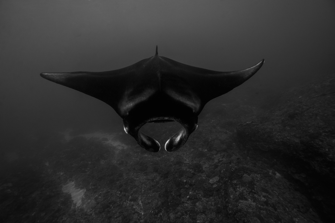 Elegant dance with Manta rays