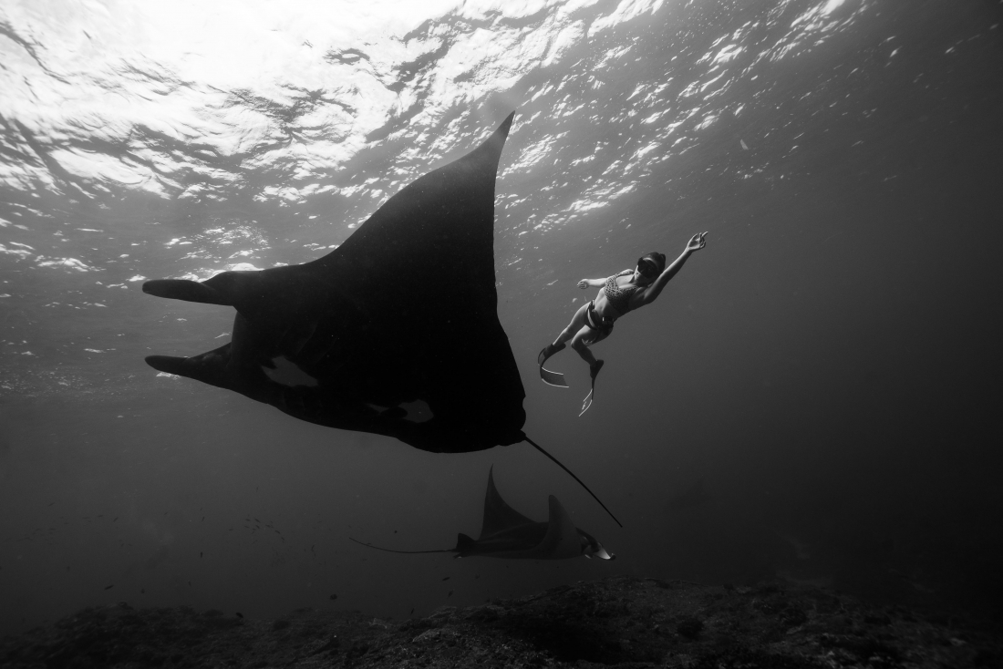 Elegant dance with Manta rays