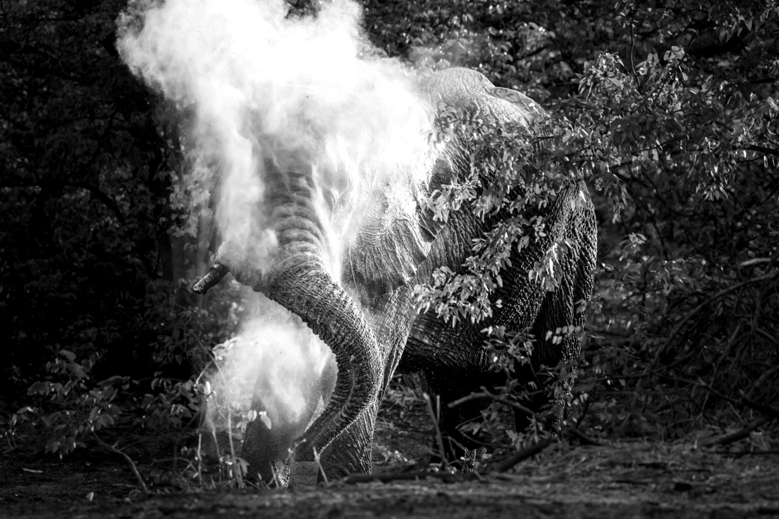 Wild and free