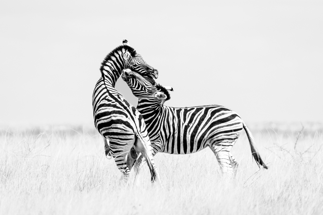 Wild and free