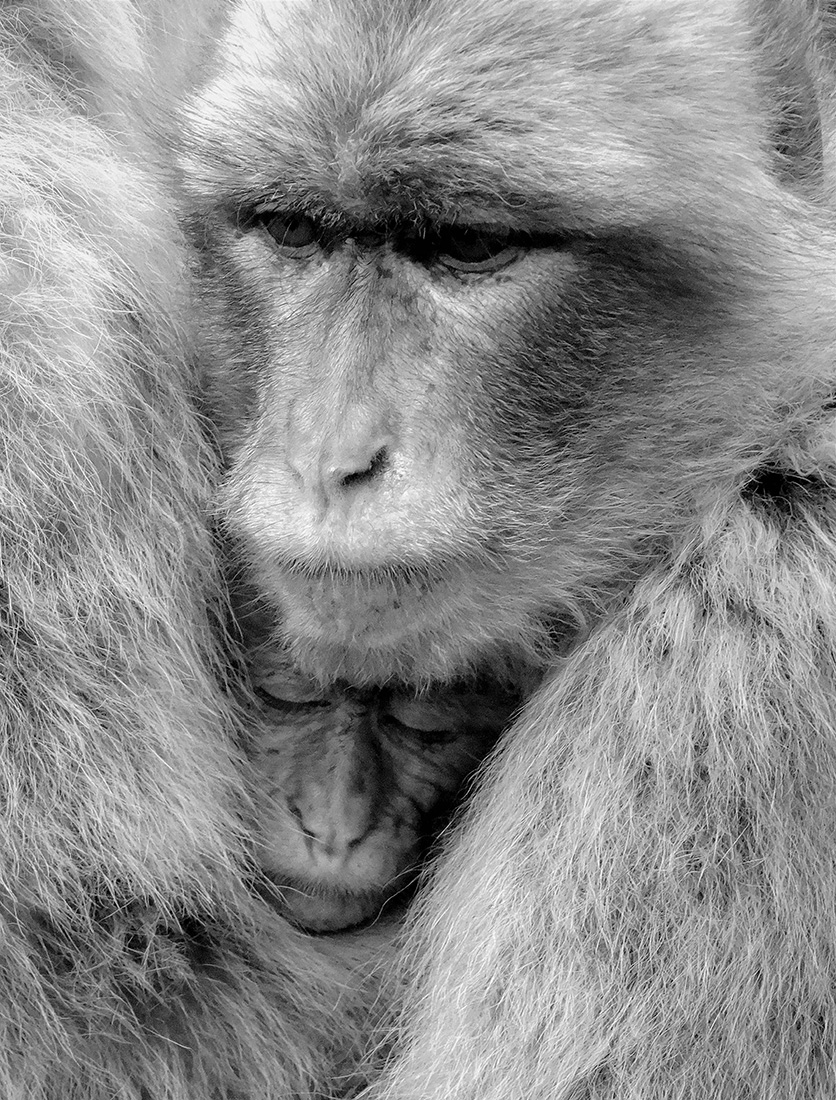 Sadness of macaques