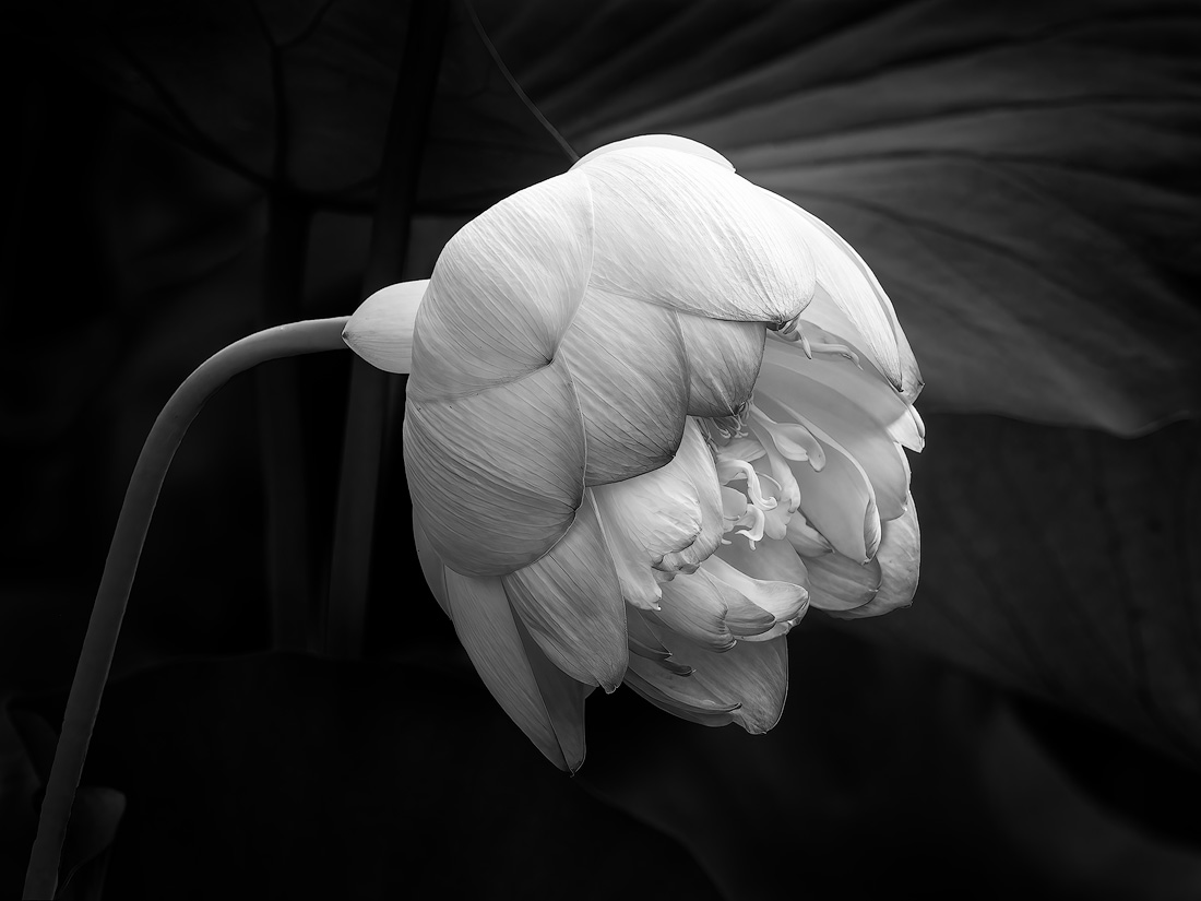 Lotus Pond