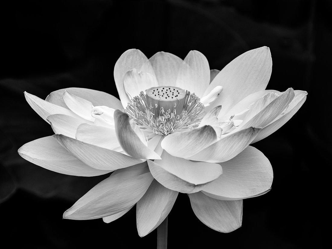 Lotus Pond