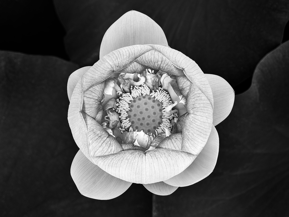 Lotus Pond