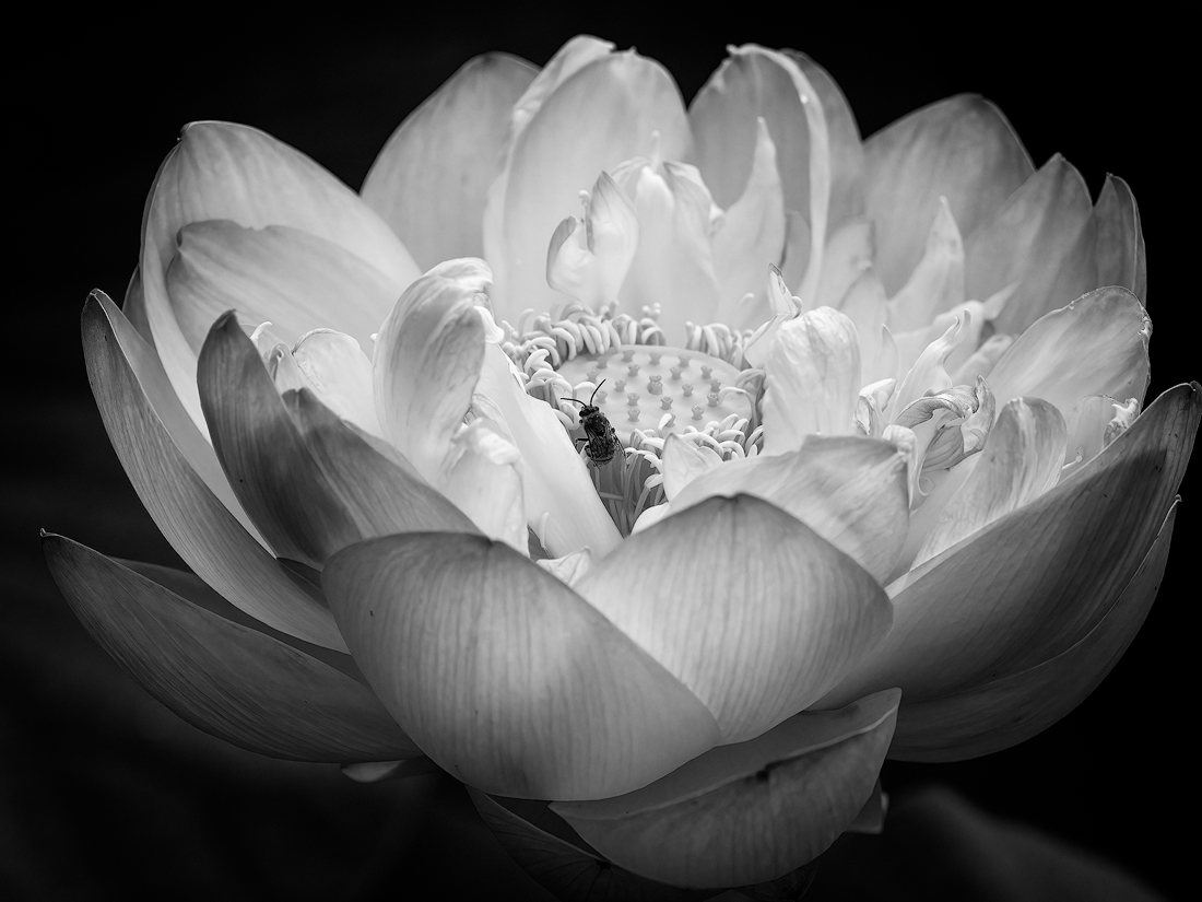 Lotus Pond