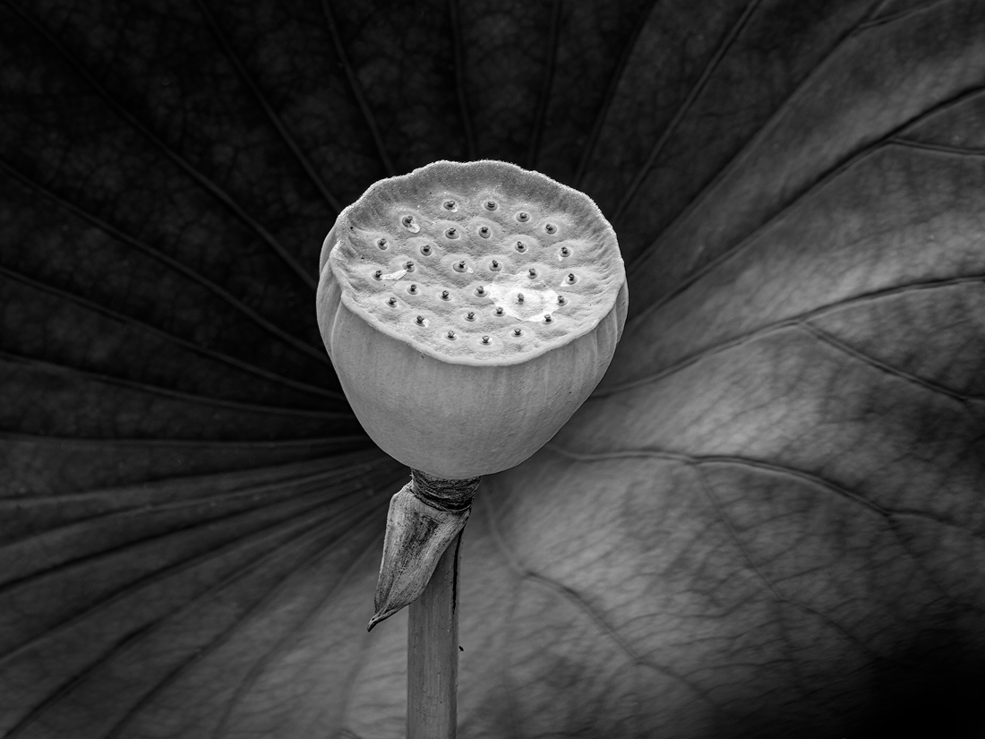 Lotus Pond