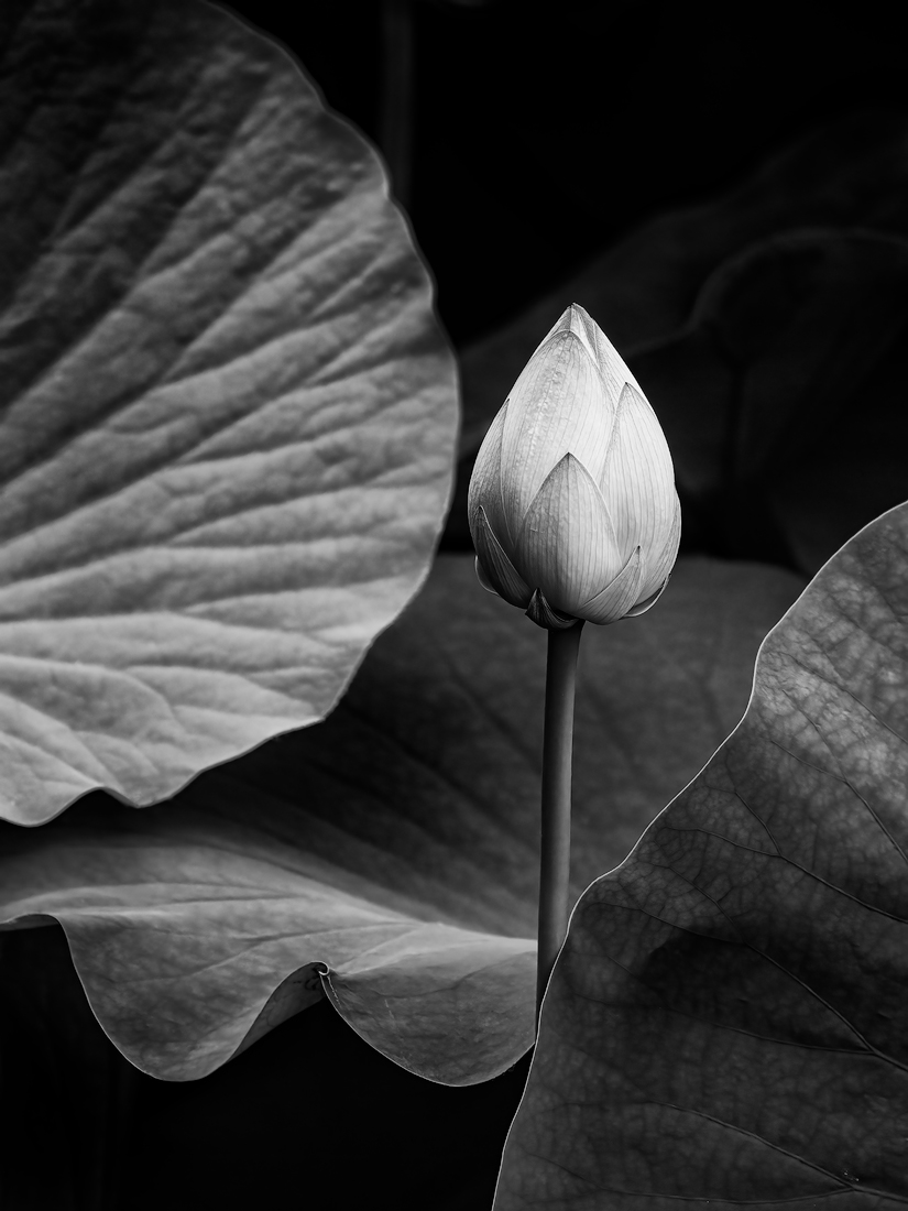 Lotus Pond