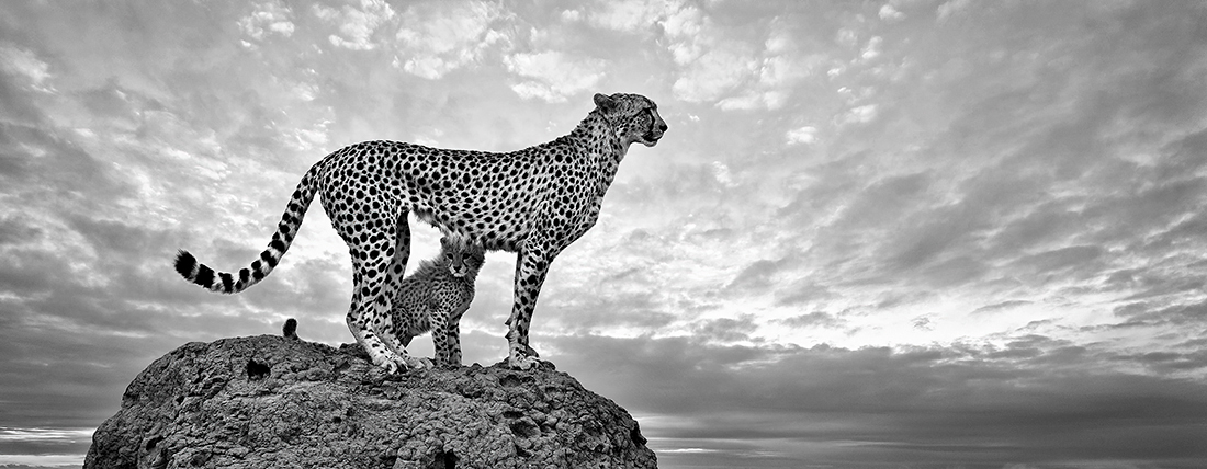 Mother and Baby Cheetah