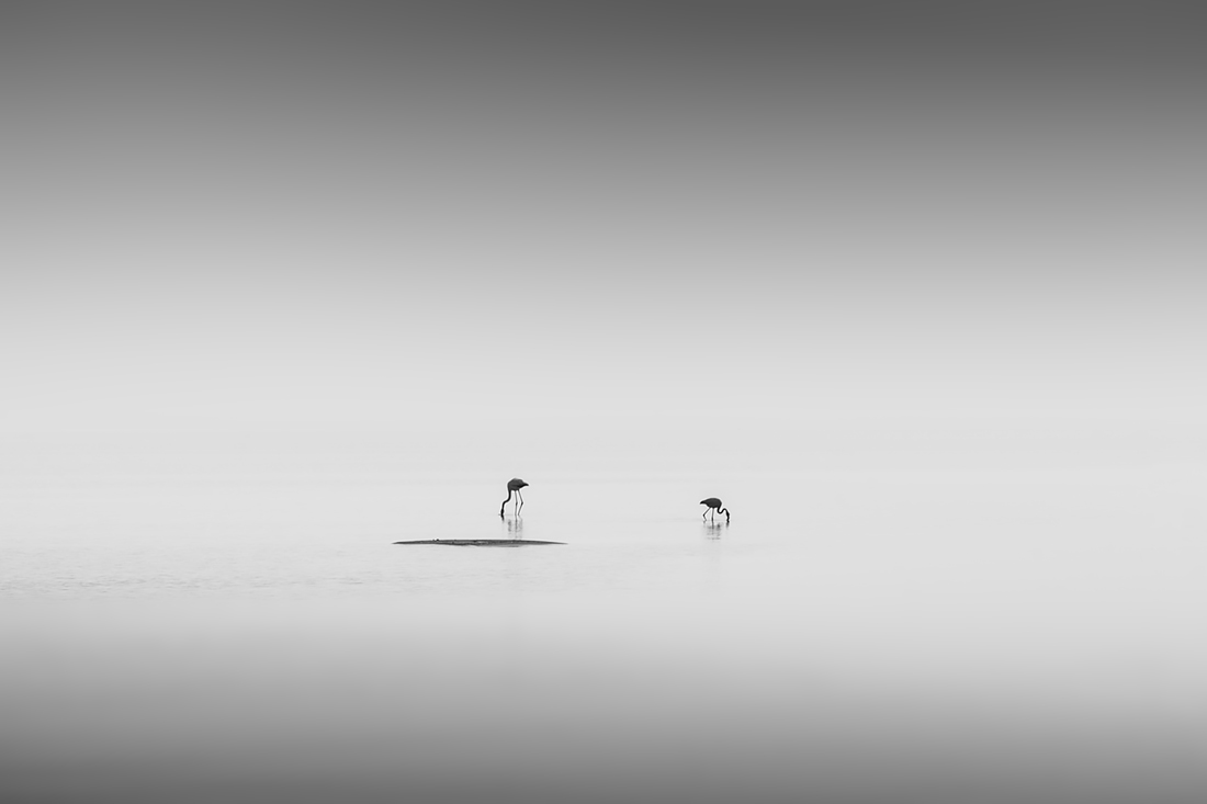 Flamencos en el Mar Menor