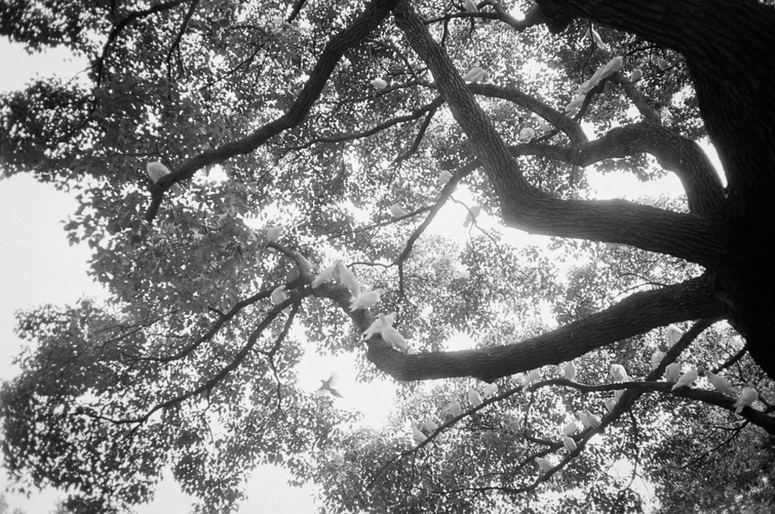 Song Of The Wind 