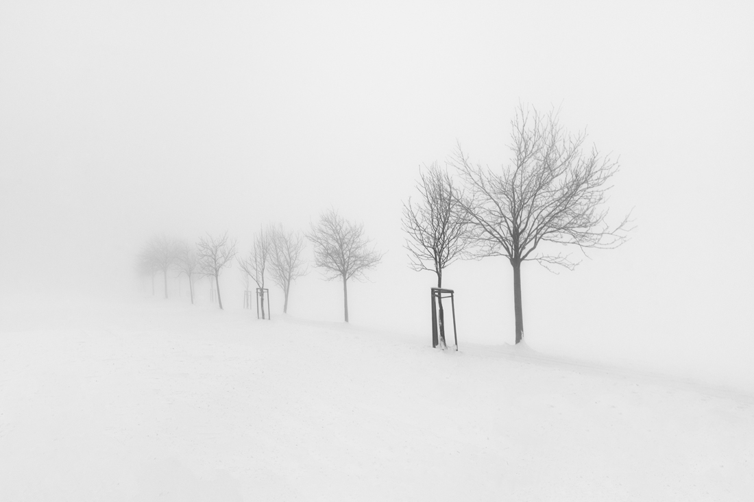Trees in fog #2