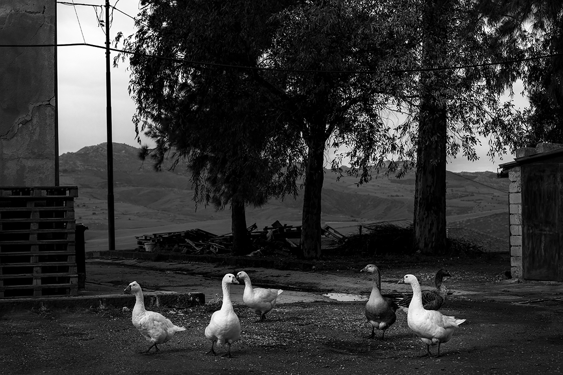 Nature and country life in my land