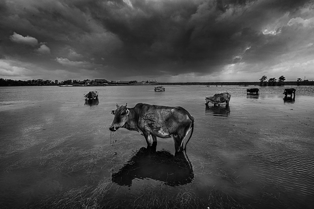 04.Food crisis of livestock